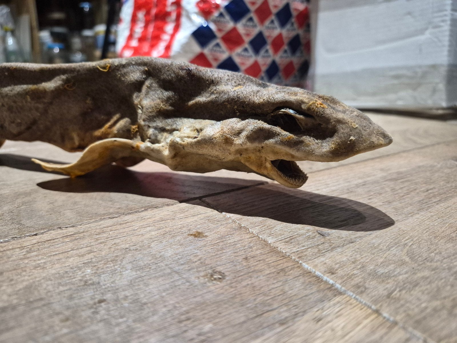 Kattenhaai — Een echt kabinet van nieuwsgierigheid, Verzamelen, Ophalen of Verzenden, Zo goed als nieuw, Overige soorten, Overige typen