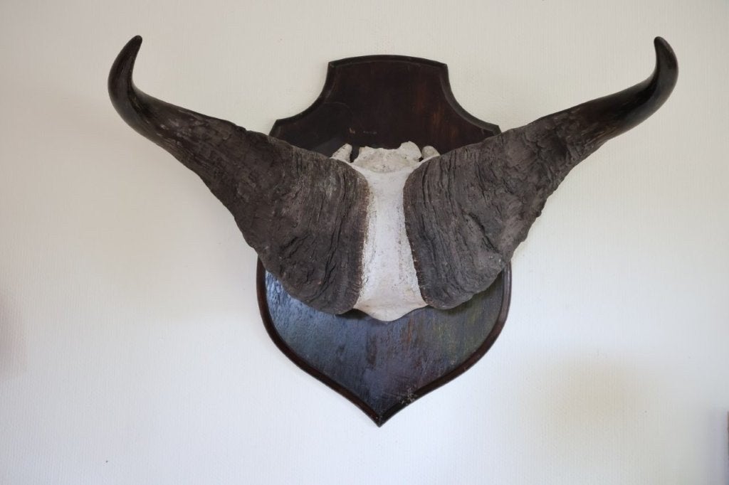 Taxidermie gewei schedel Kaapse buffel, Ophalen of Verzenden, Gebruikt, Schedel