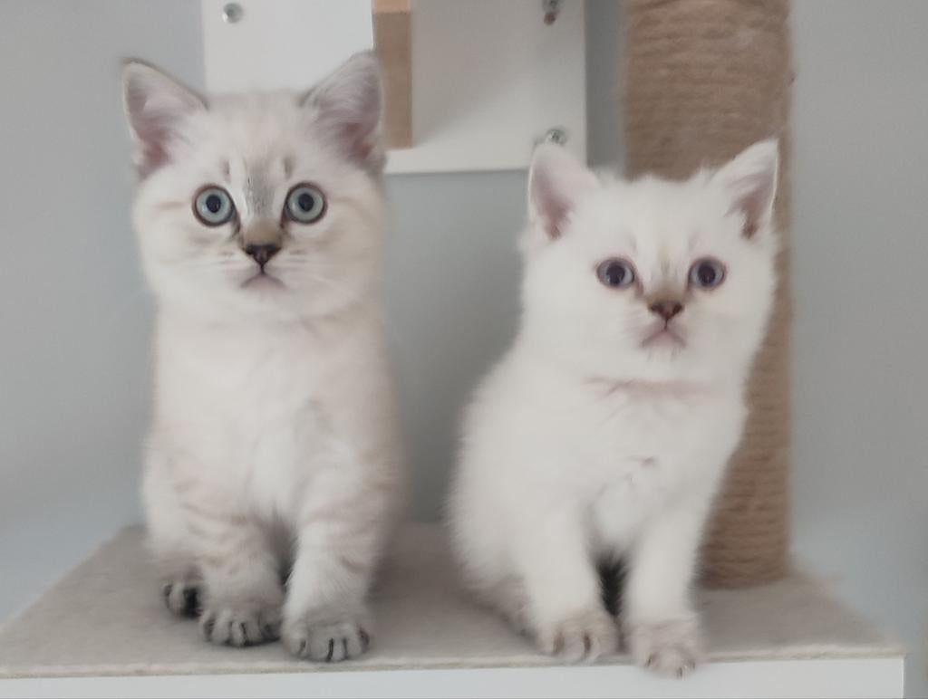 Britse Korthaar kittens, Dieren en Toebehoren, Katten en Kittens | Raskatten | Korthaar, Meerdere dieren, Gechipt, 0 tot 2 jaar