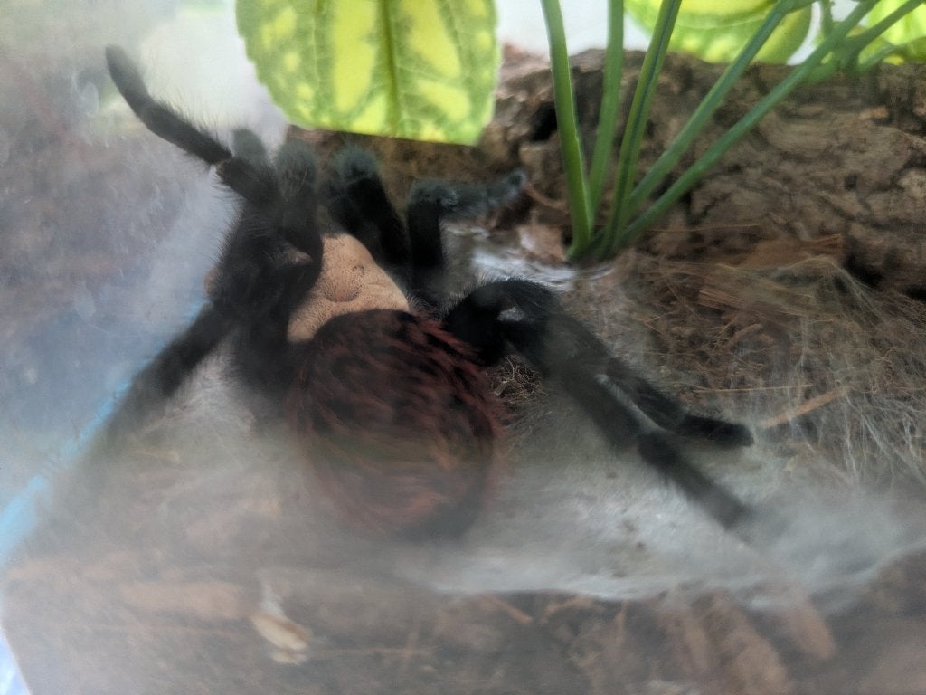 Vogelspin Brachypelma, Dieren en Toebehoren, Spin of Schorpioen