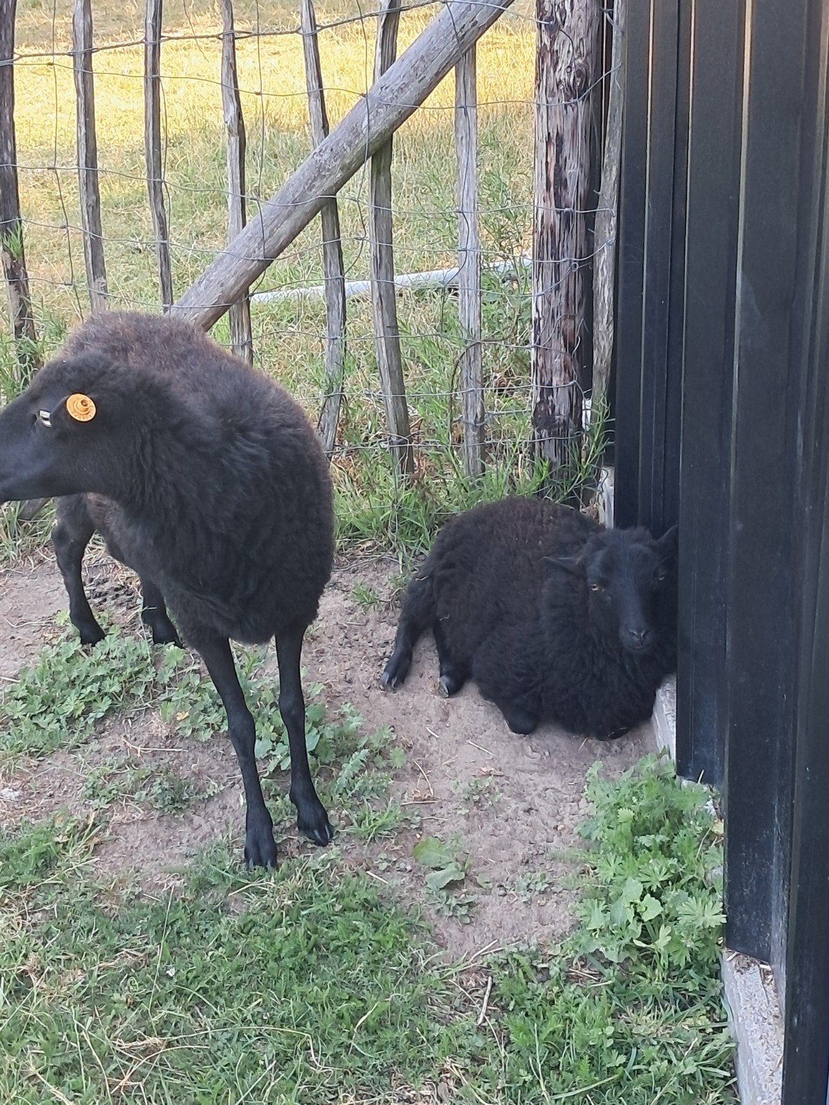 ouessant schapen