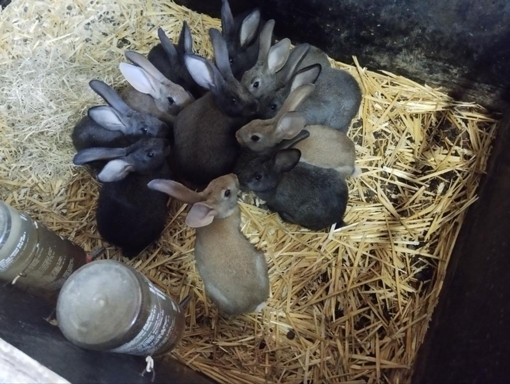 Jonge (vlees)konijnen te koop, Dieren en Toebehoren, Konijnen, Meerdere dieren, Middelgroot, 0 tot 2 jaar