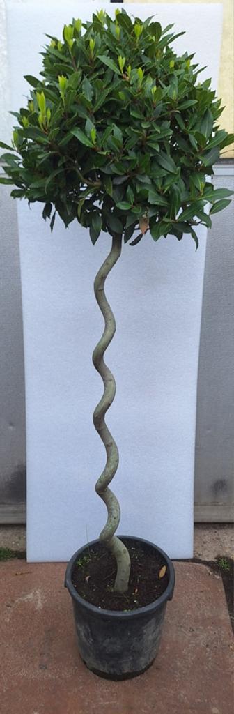 Laurus nobilis spiraal stam, Tuin en Terras, Ophalen