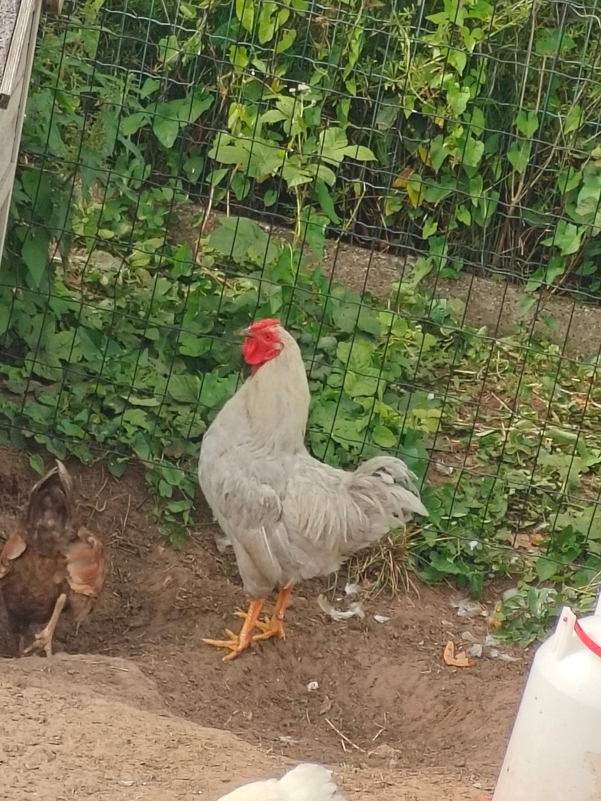 Mooie wyandotte krielen, Dieren en Toebehoren, Pluimvee