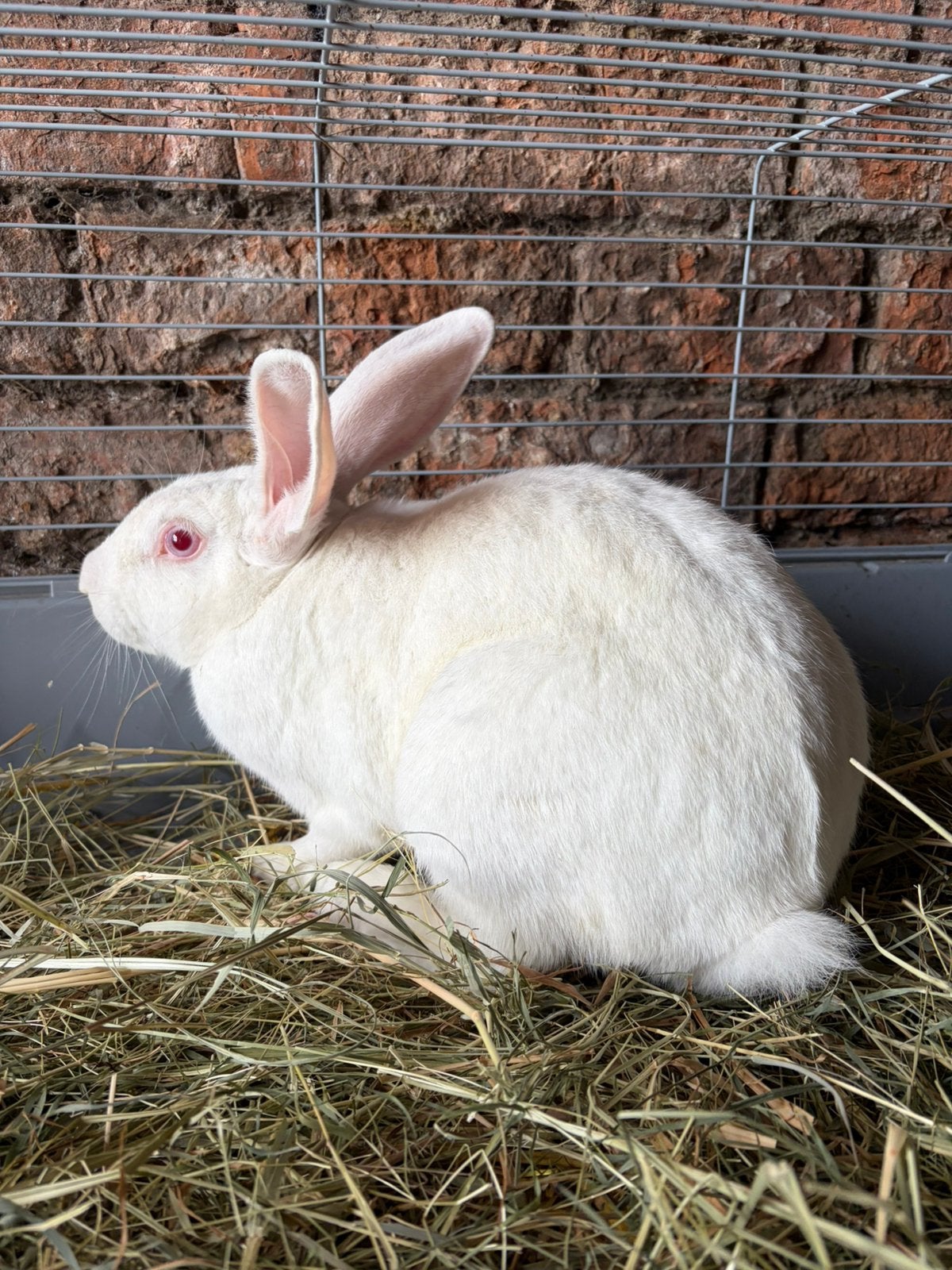 Konijn, Dieren en Toebehoren, Konijnen, Mannelijk