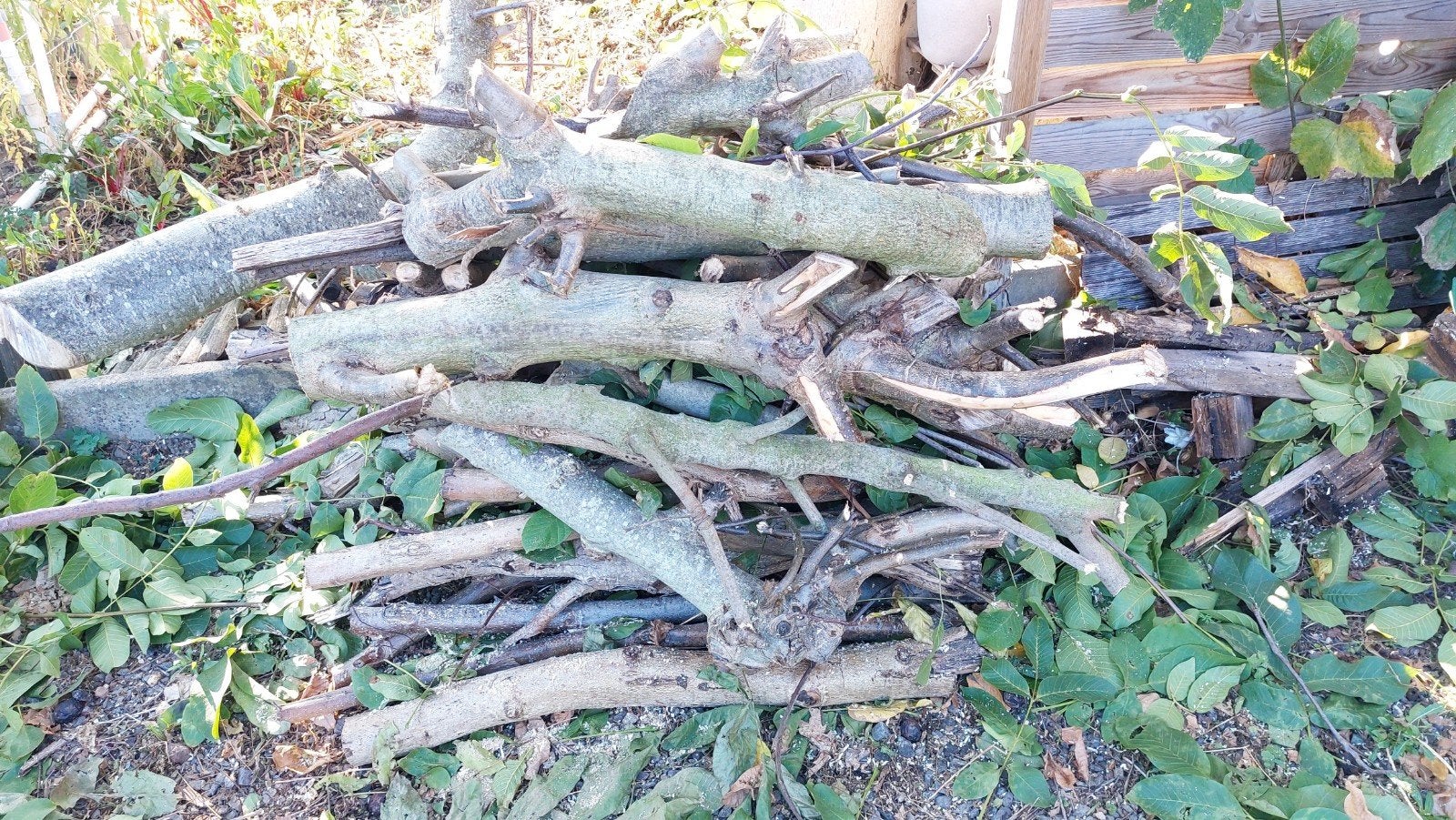 bois gratuit, Tuin en Terras, Ophalen