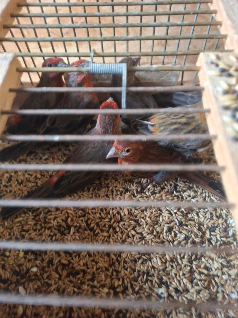 5mooie rode mexicaanse roodmussen 15 euro stuk, Mei, Meerdere dieren