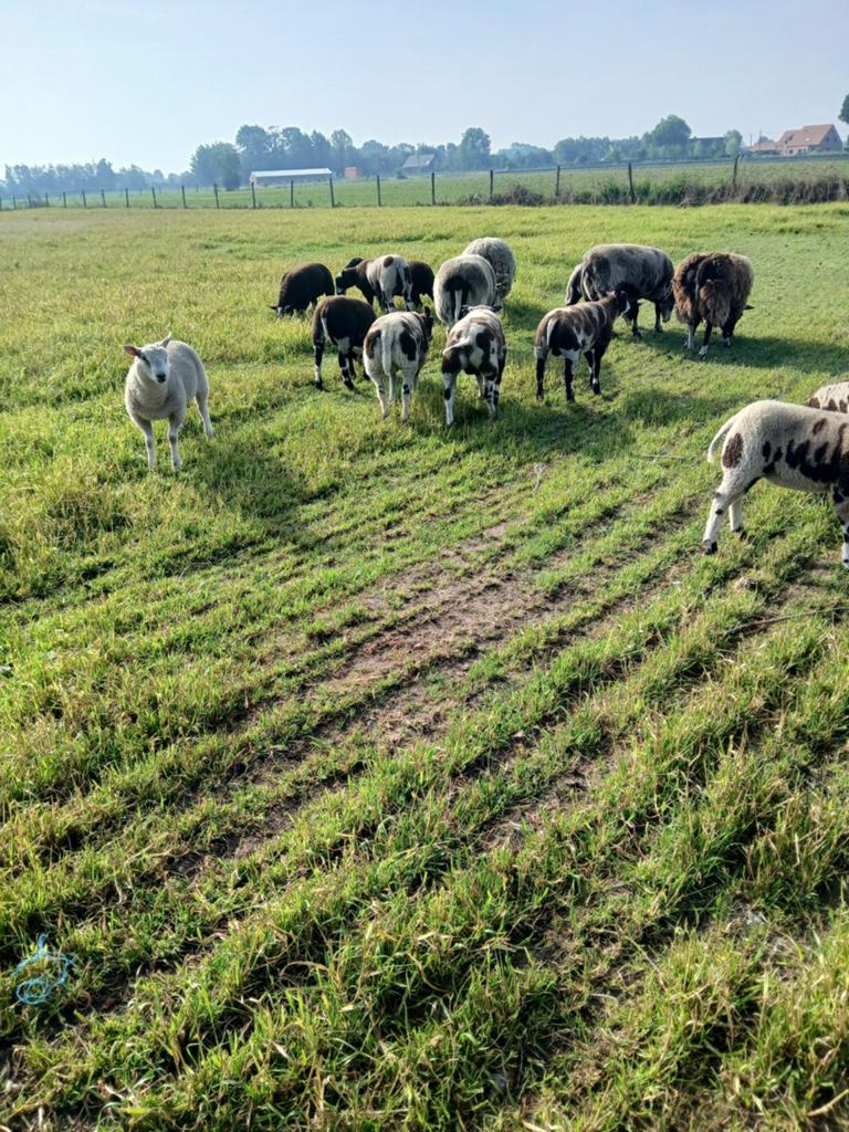 Lammeren ooien en rammen, Dieren en Toebehoren, Schapen, Geiten en Varkens