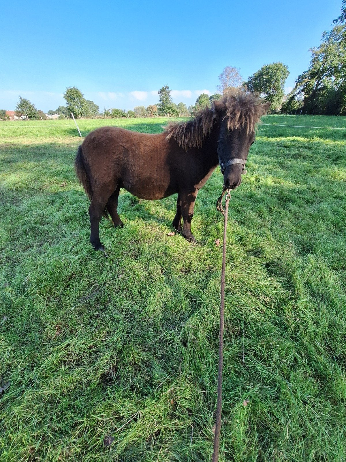Casper zoekt een nieuw, liefdevol huisje!, Dieren en Toebehoren, Hengst