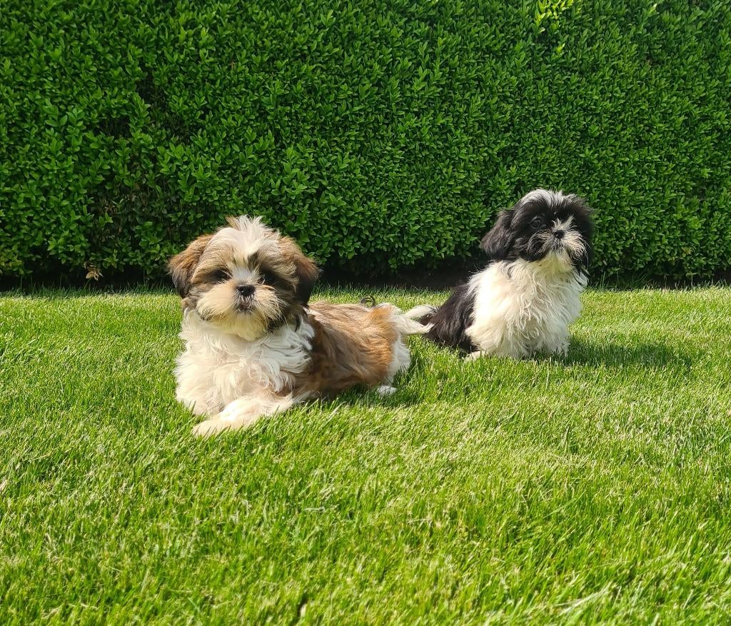 shih tzu pups, Dieren en Toebehoren, Honden | Chihuahua's en Gezelschapshonden, Meerdere dieren, Overige rassen, Fokker | Professioneel