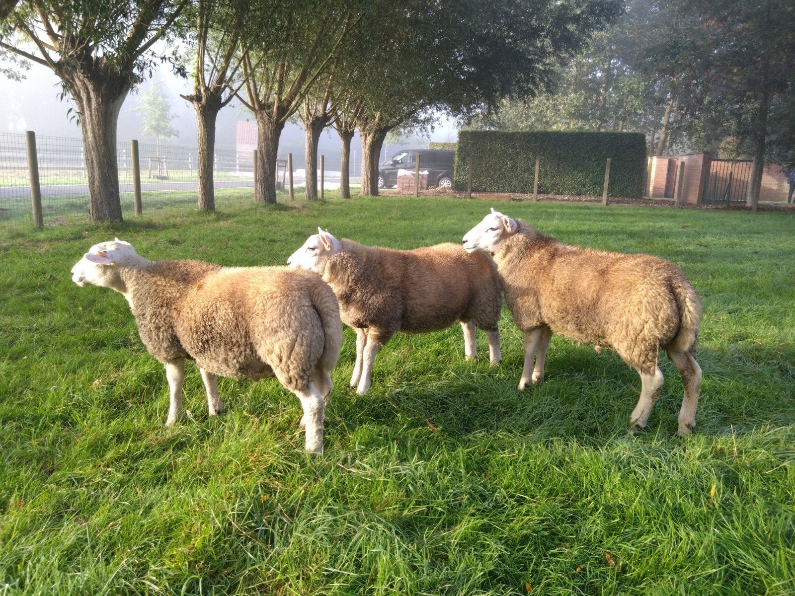 Franse Texel ramlammeren, Mâle, Mouton, 0 à 2 ans