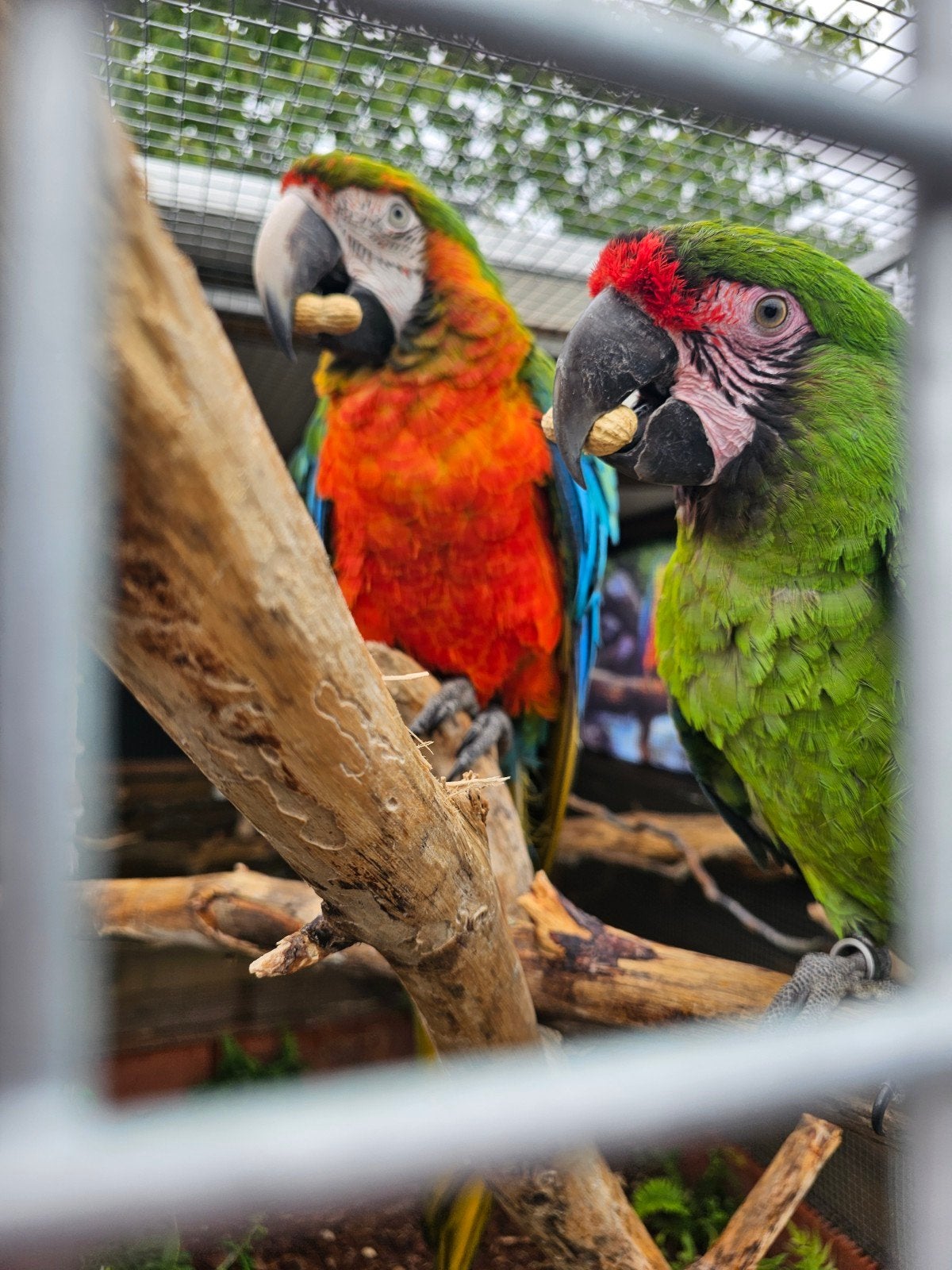 Koppel ara's, Animaux & Accessoires, Oiseaux | Perruches & Perroquets