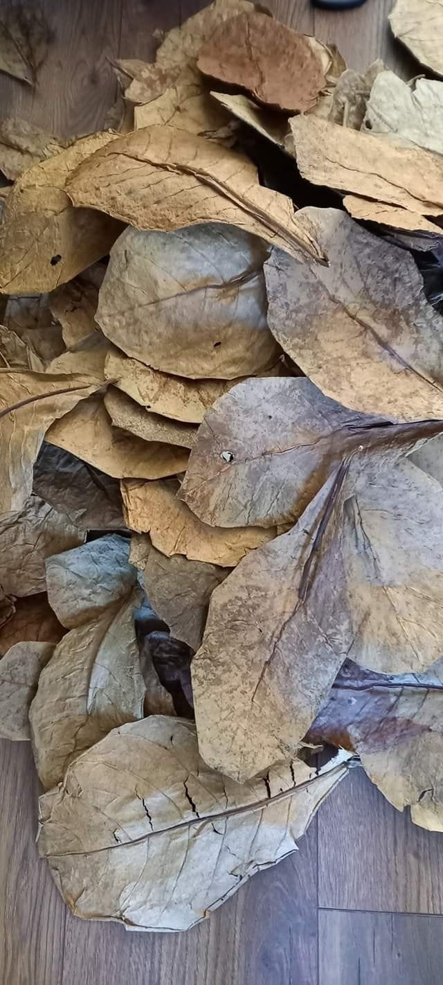 Catappa, mangue, feuilles de goyave pour aquarium/terrarium, Animaux & Accessoires, Envoi, Neuf, Plante(s), Pierre ou Bois