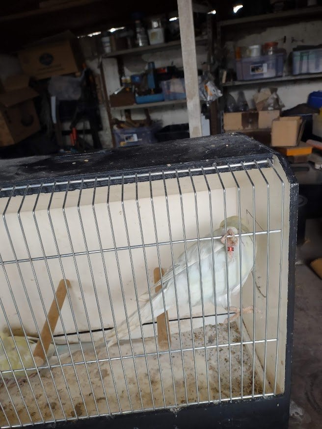 parkieten, Dieren en Toebehoren, Tam