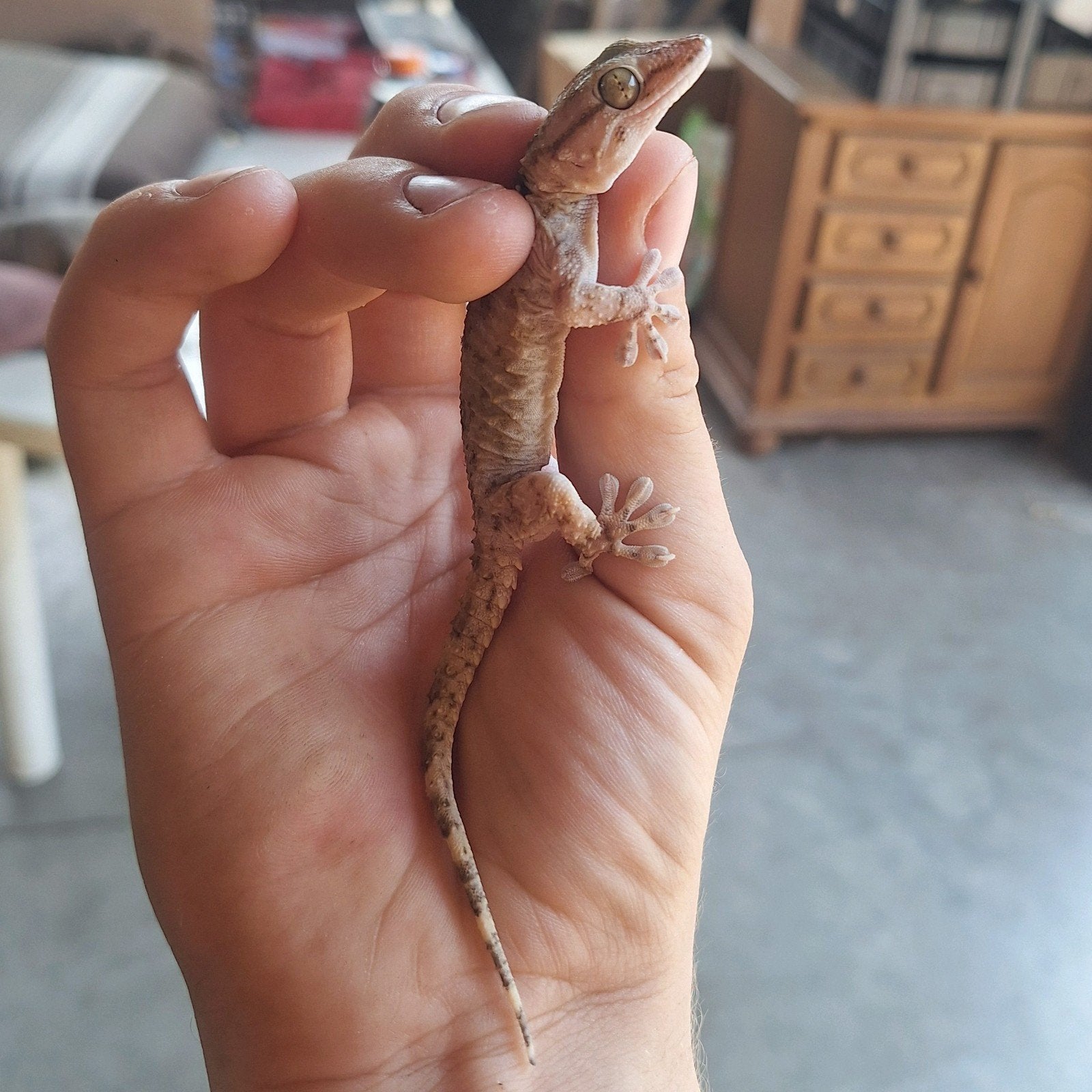 Muurgekko's, Animaux & Accessoires, Reptiles & Amphibiens, Avec terrarium