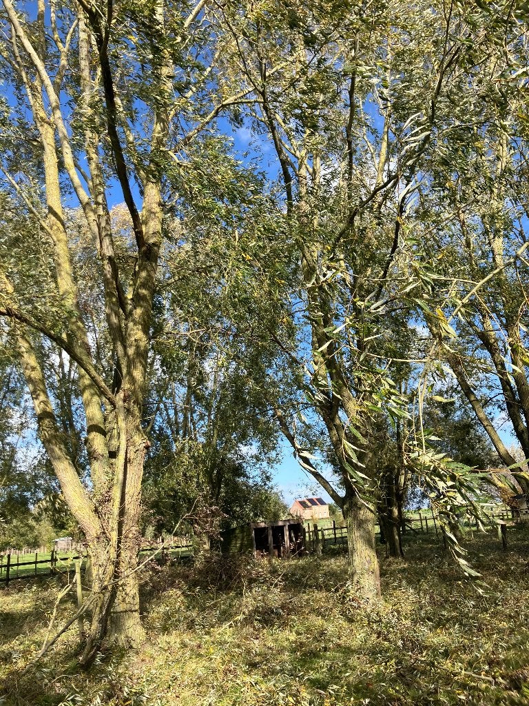 Wilgentakken, 6 m³ of meer, Ophalen, Overige houtsoorten, Takken