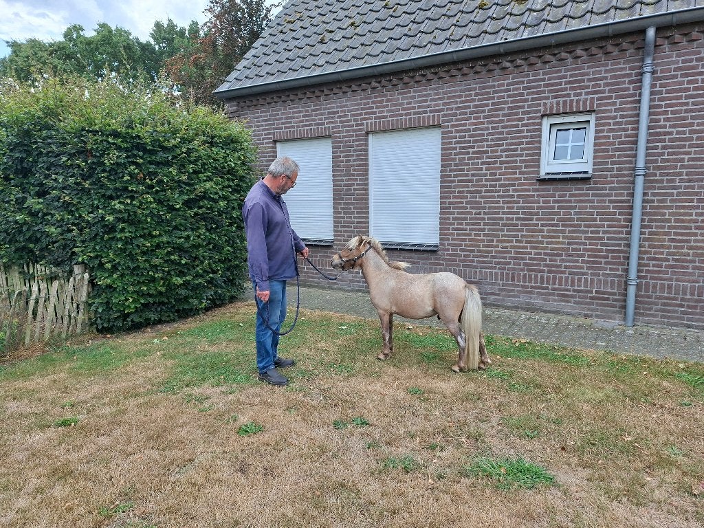 Apart gekleurd mini paardje, Dieren en Toebehoren, Pony's, Hengst, A pony (tot 1.17m), Gechipt, 0 tot 2 jaar