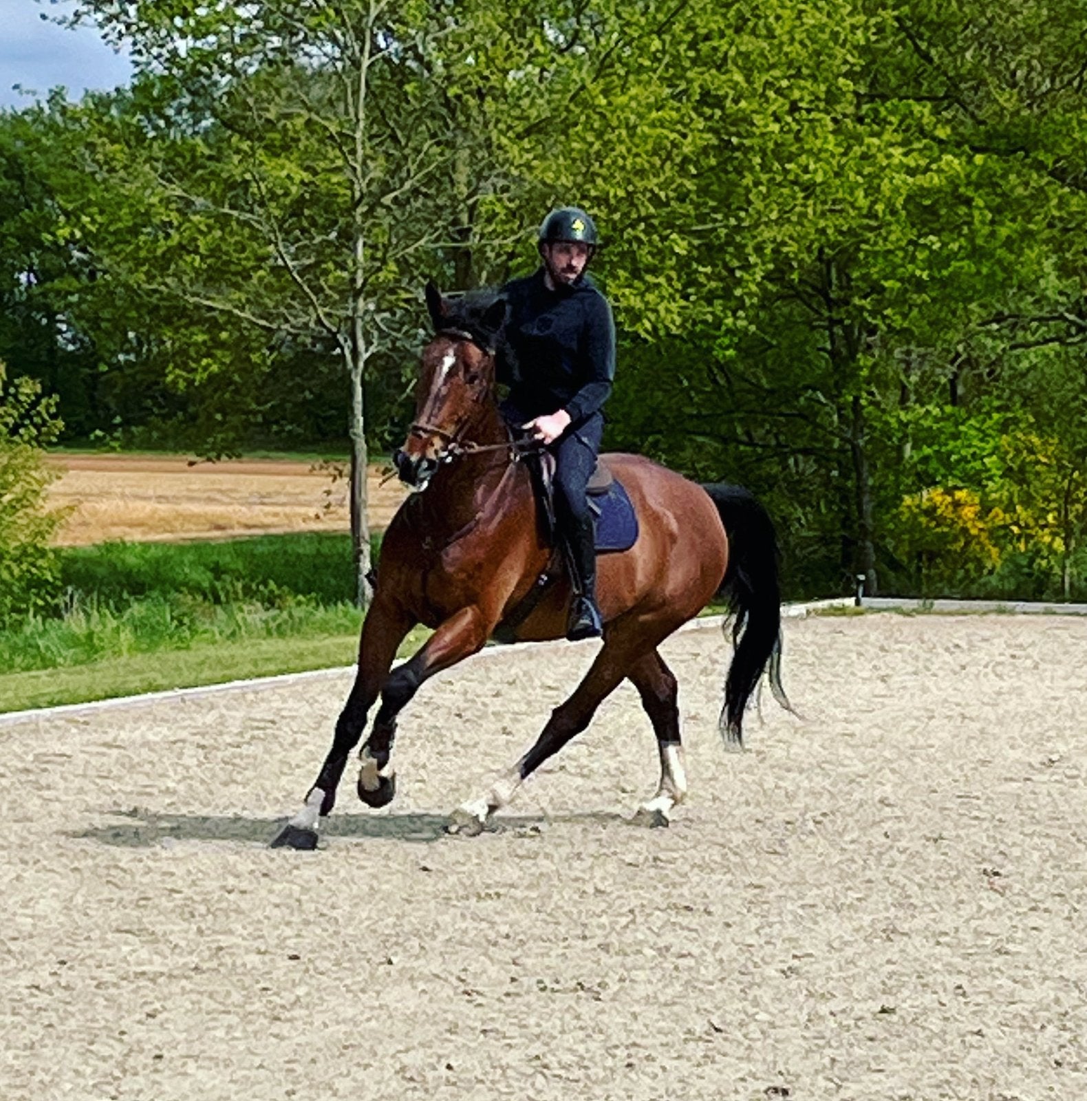 Springpaard te koop, Hongre, Z, Cheval de saut