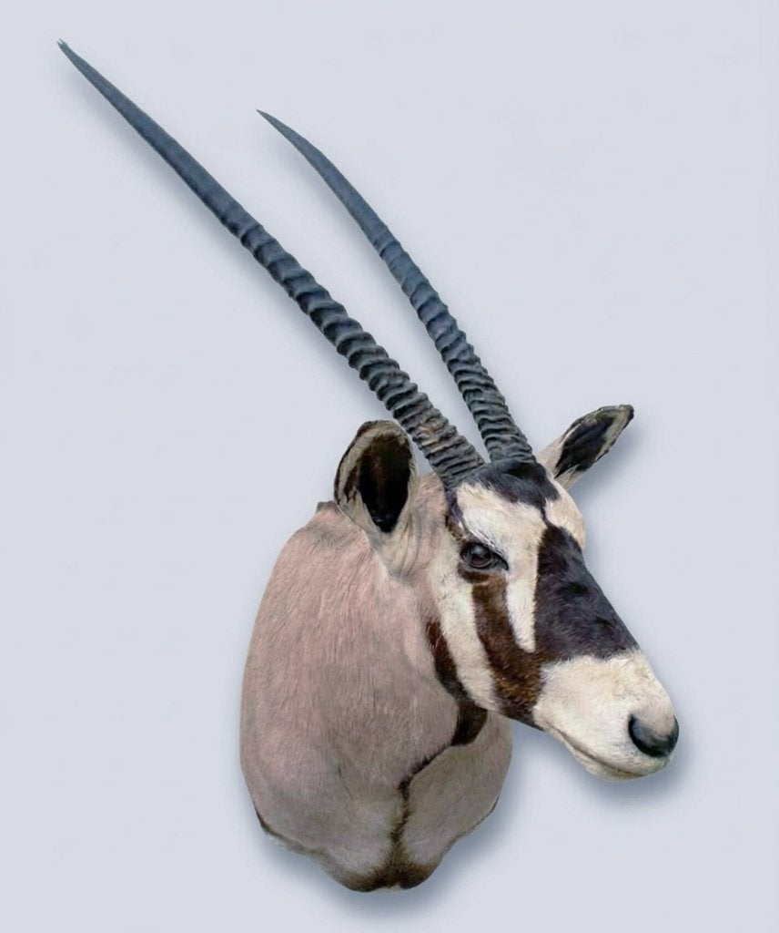 Grote opgezette kop SPIESBOK / GEMSBOK, Ophalen, Gebruikt, Wild dier, Opgezet dier