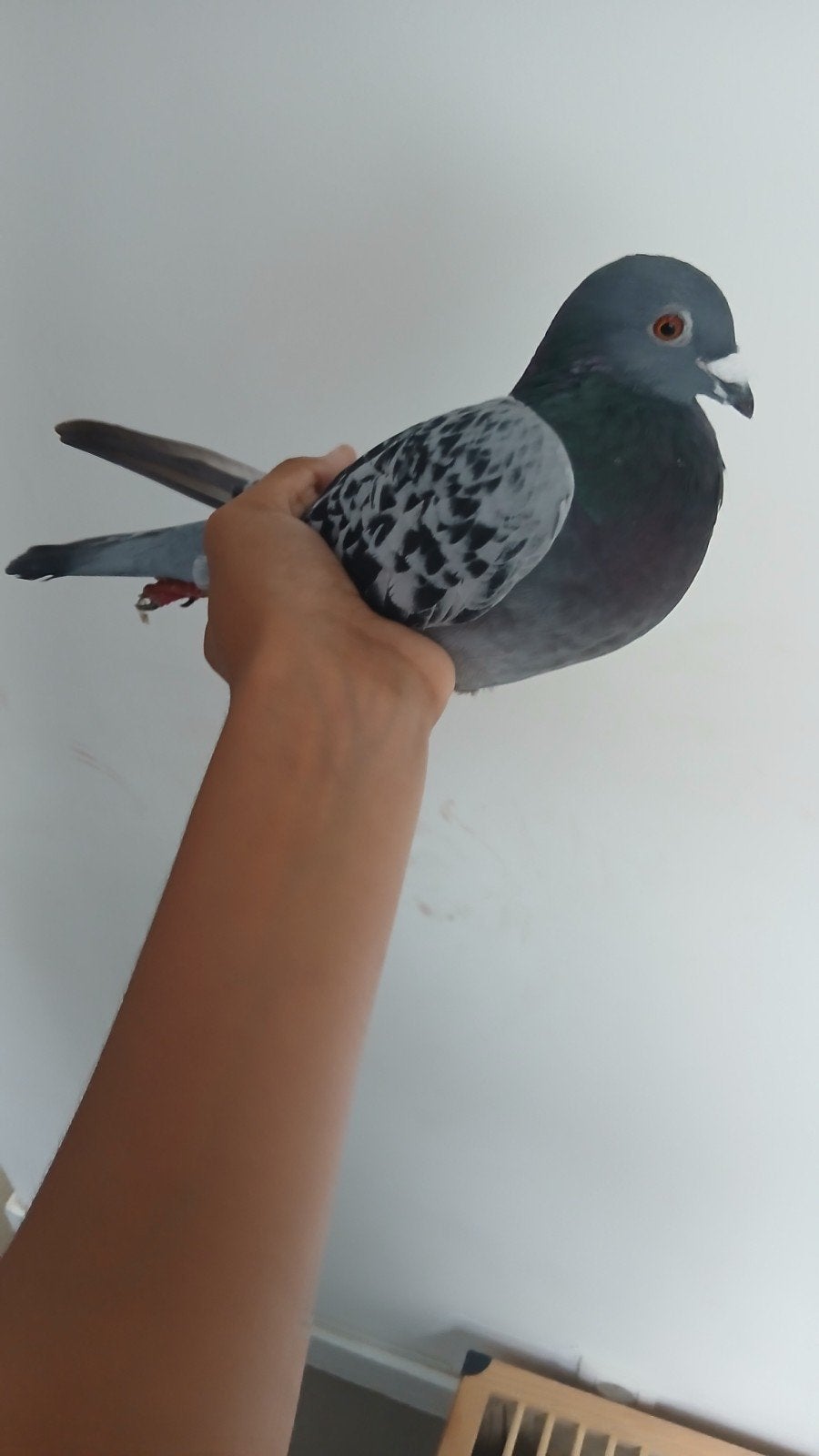 duiver 2024, Dieren en Toebehoren