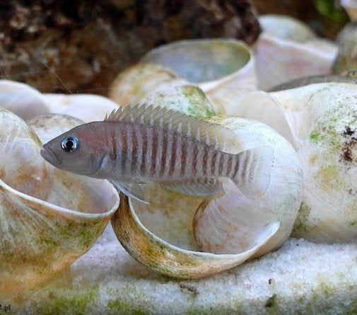 parelcichlide uit tanganyikameer te koop, Dieren en Toebehoren, Vissen | Aquariumvissen, Vis, Zoetwatervis, Schoolvis