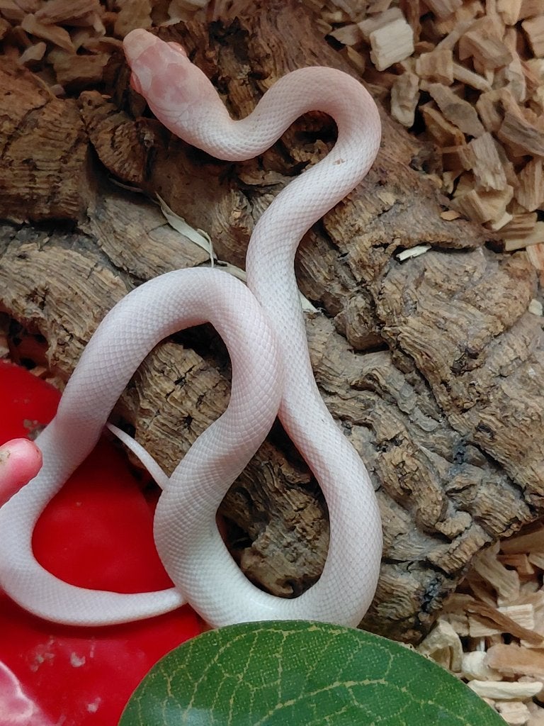 palmettio's nk 2026, Serpent, 0 à 2 ans