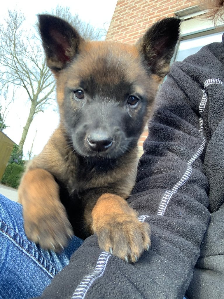 Puppy mechelse herder, Plusieurs, Belgique, Berger, Plusieurs animaux