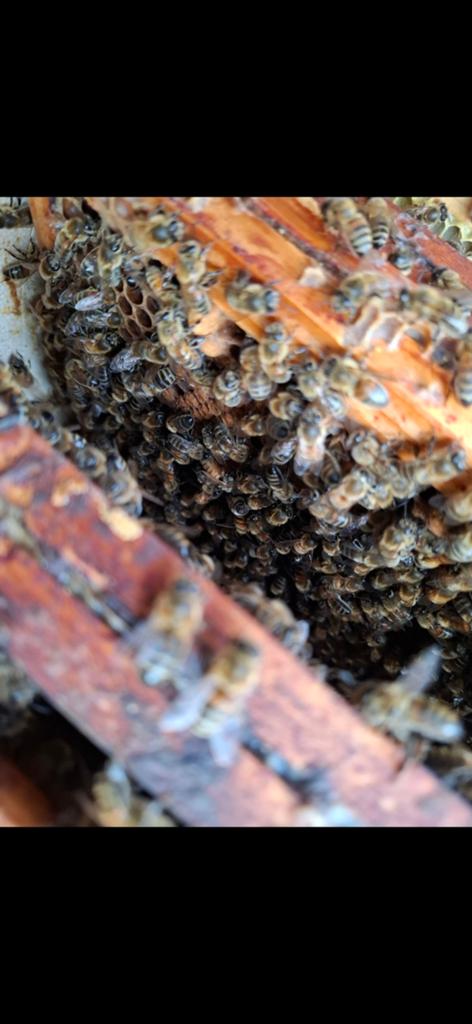 Colonie d'abeilles, Abeilles