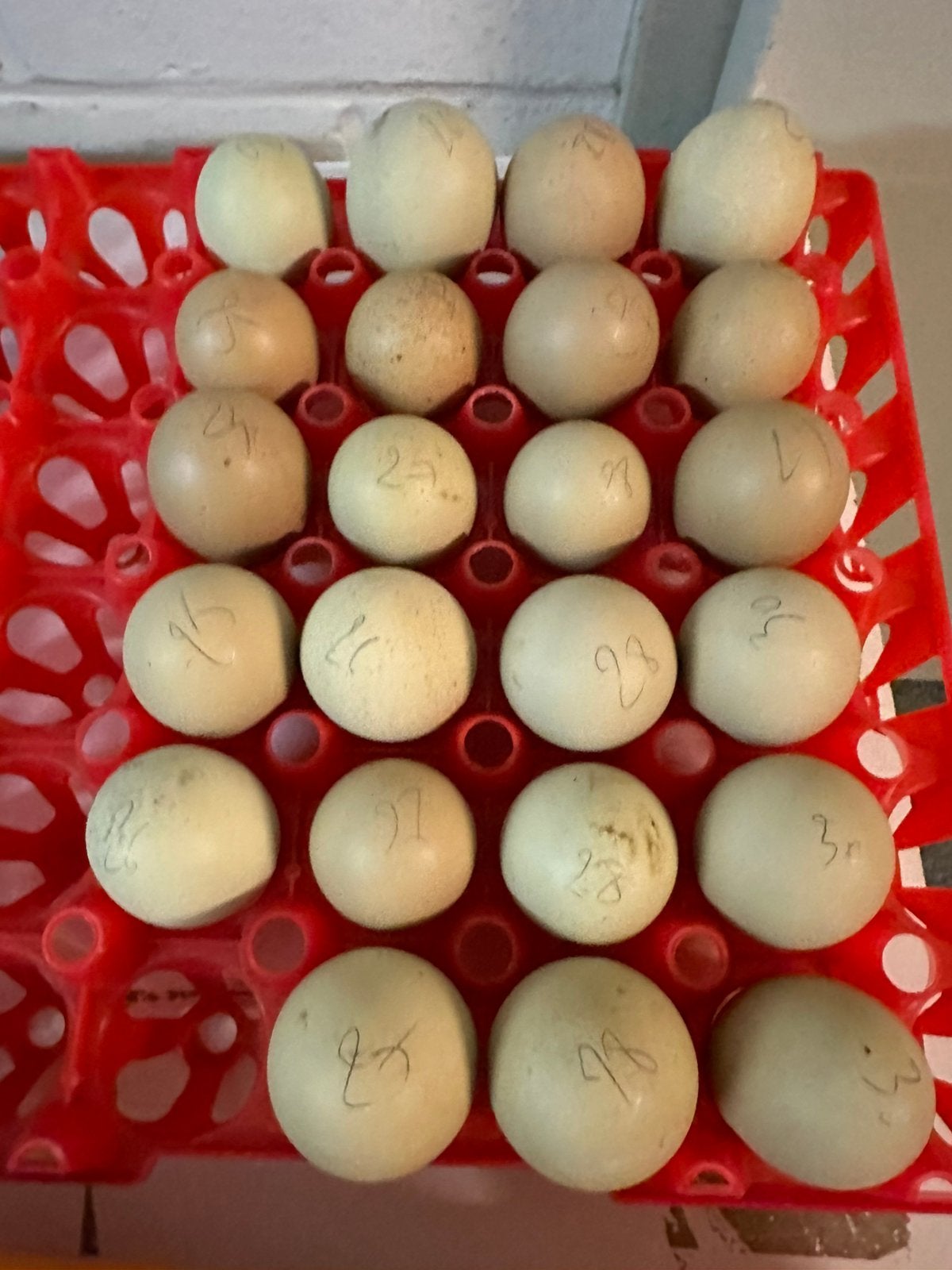 Kuikens olive egger, Dieren en Toebehoren
