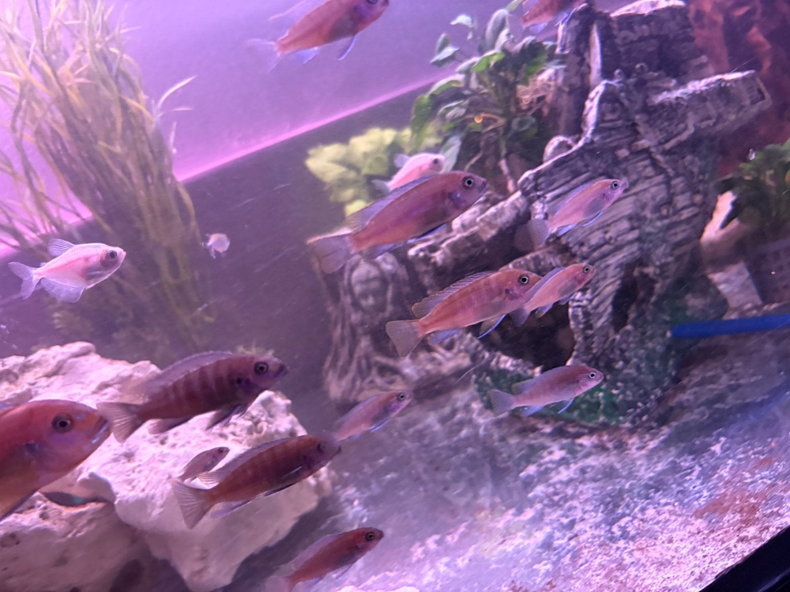Te ruil of te koop, Vis, Zoetwatervis, Schoolvis
