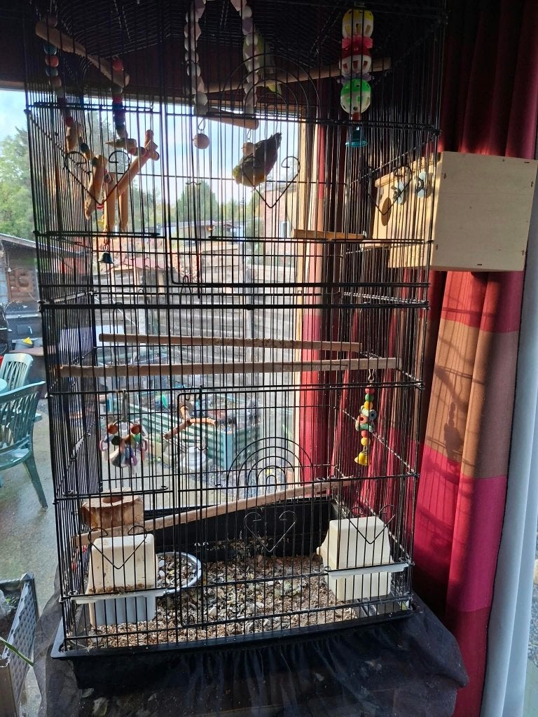 cage a perruches, Enlèvement, Utilisé, Cage à oiseaux