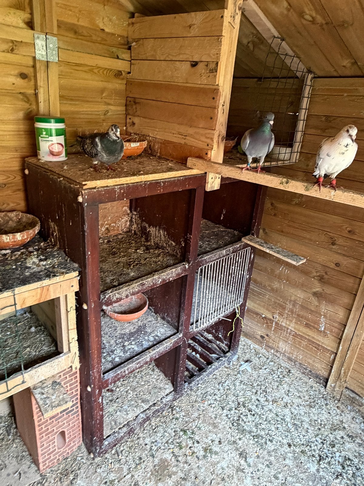 Pigeonnes Avendre
