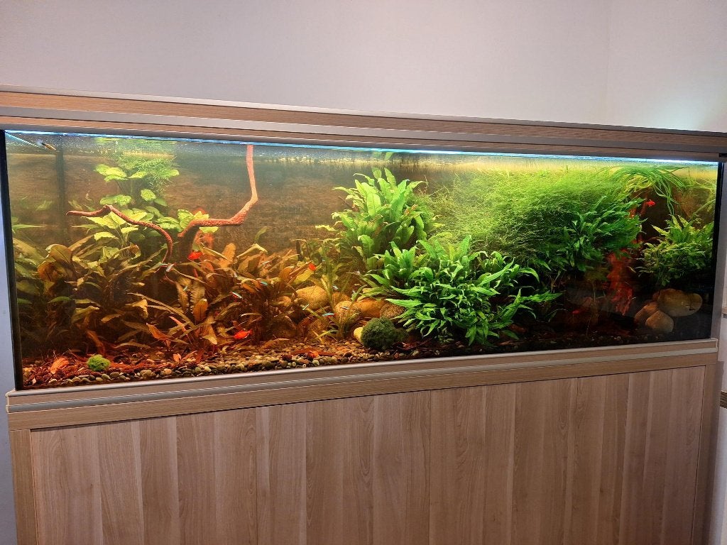 Aquarium aquatlantis de +-800L brut (200*58*70cm), Aquatlantis, Aquarium d'eau douce rempli, Enlèvement, Utilisé
