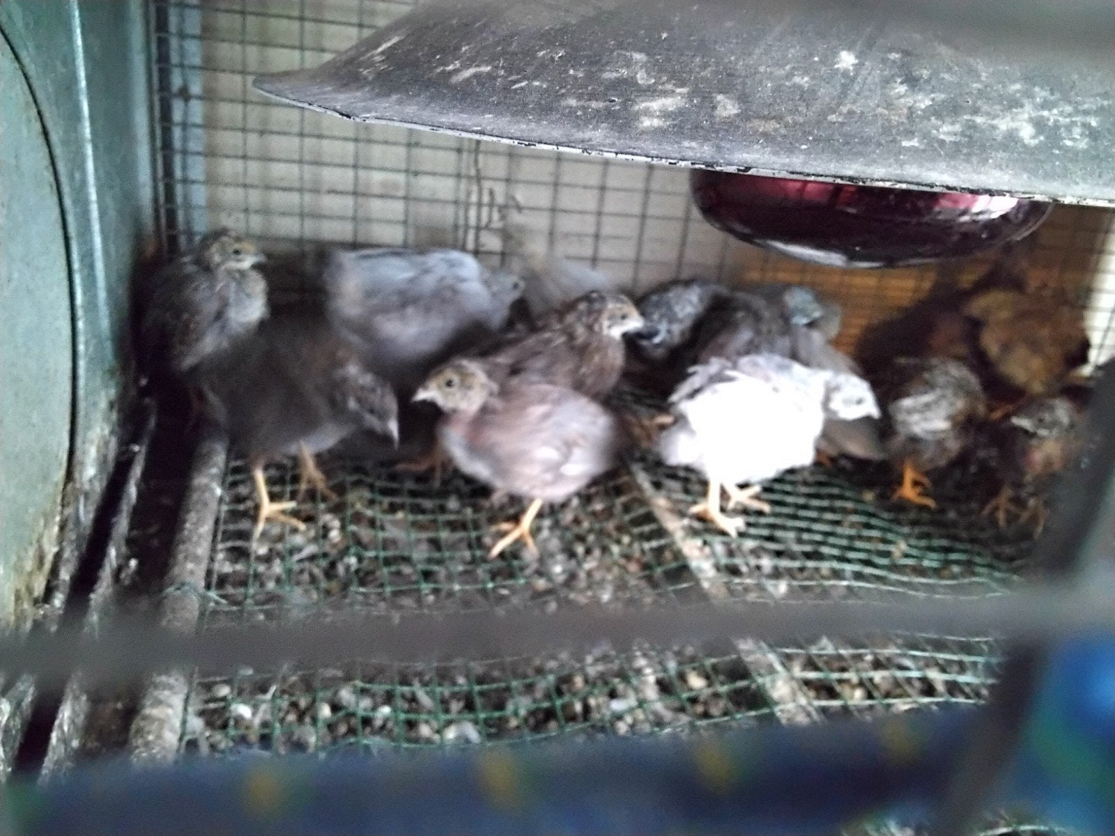 Chinese Dwergkwartels in verschillende kleuren., Dieren en Toebehoren, Pluimvee