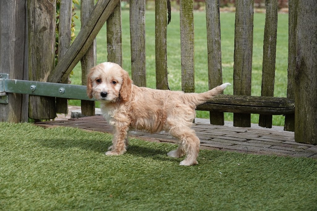 Cockapoo pups, geteste ouders, Parvo, België, 15 weken tot 1 jaar, Overige rassen