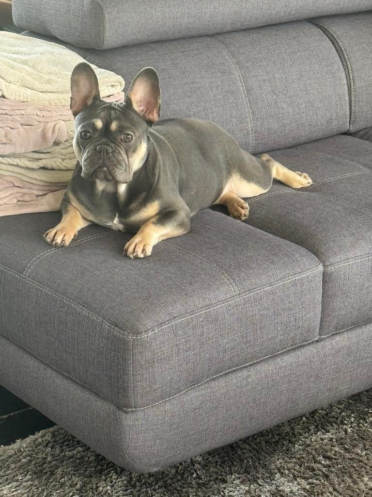 Blue tan teefje franse bulldog, België, Fokker | Hobbymatig, 1 tot 2 jaar, Teef