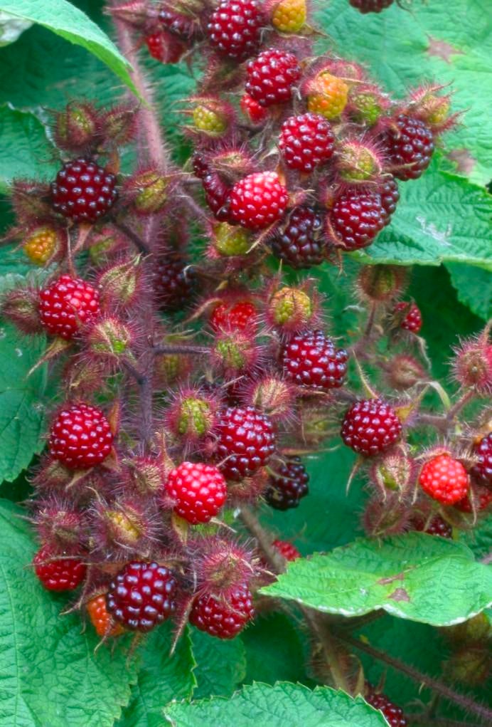 Wineberry japonaise, Jardin & Terrasse, Enlèvement