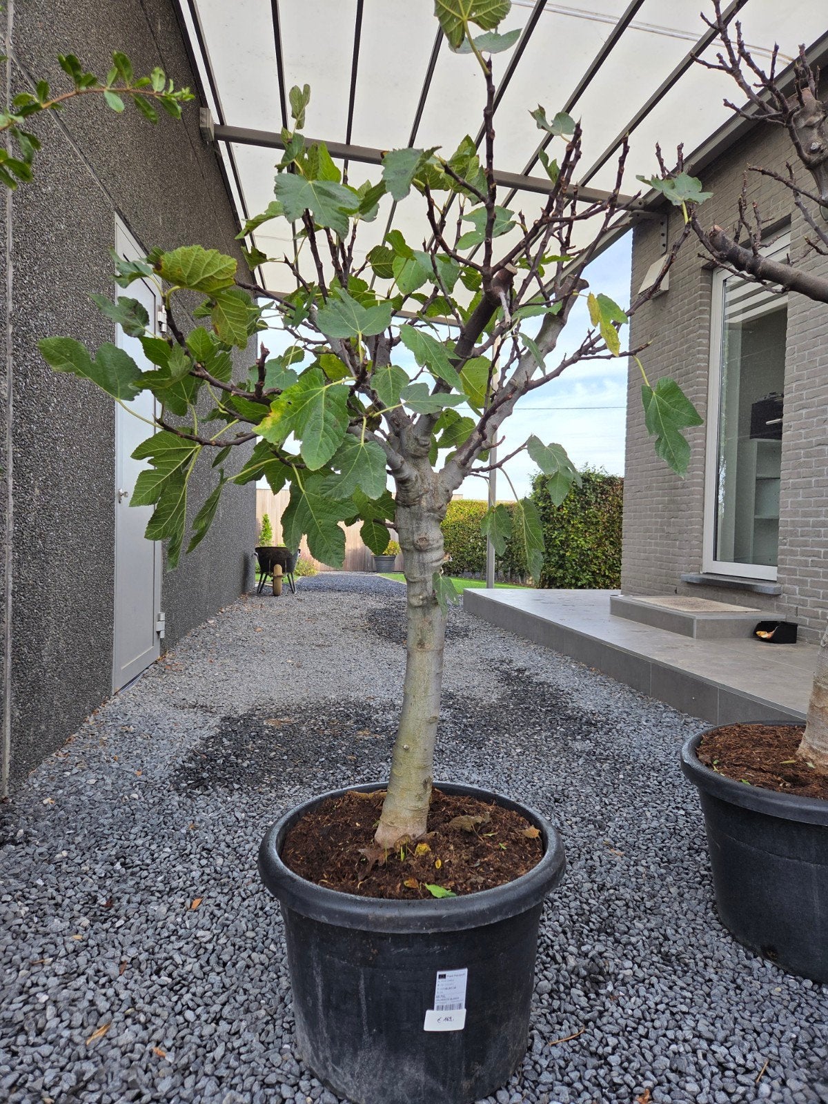 Ficus Carica - vijgenboom, Tuin en Terras, Ophalen, Halfschaduw, Vijgenboom