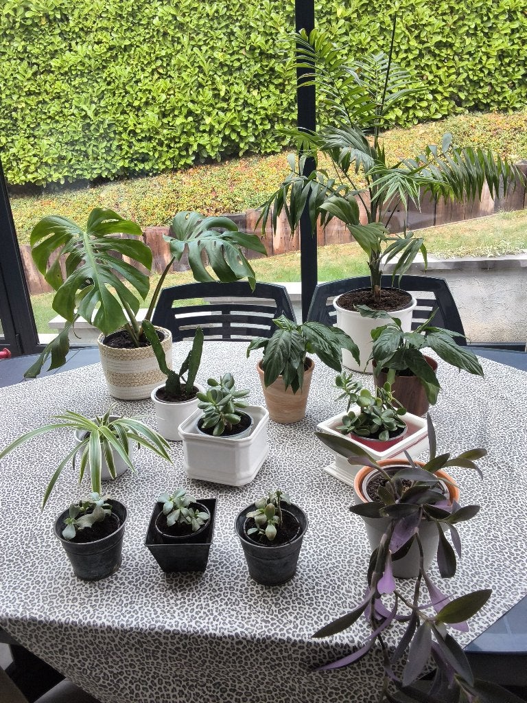 Plantes d’intérieur /crassula/misère/palmier/tradescantia..., Enlèvement, Autres espèces, En pot