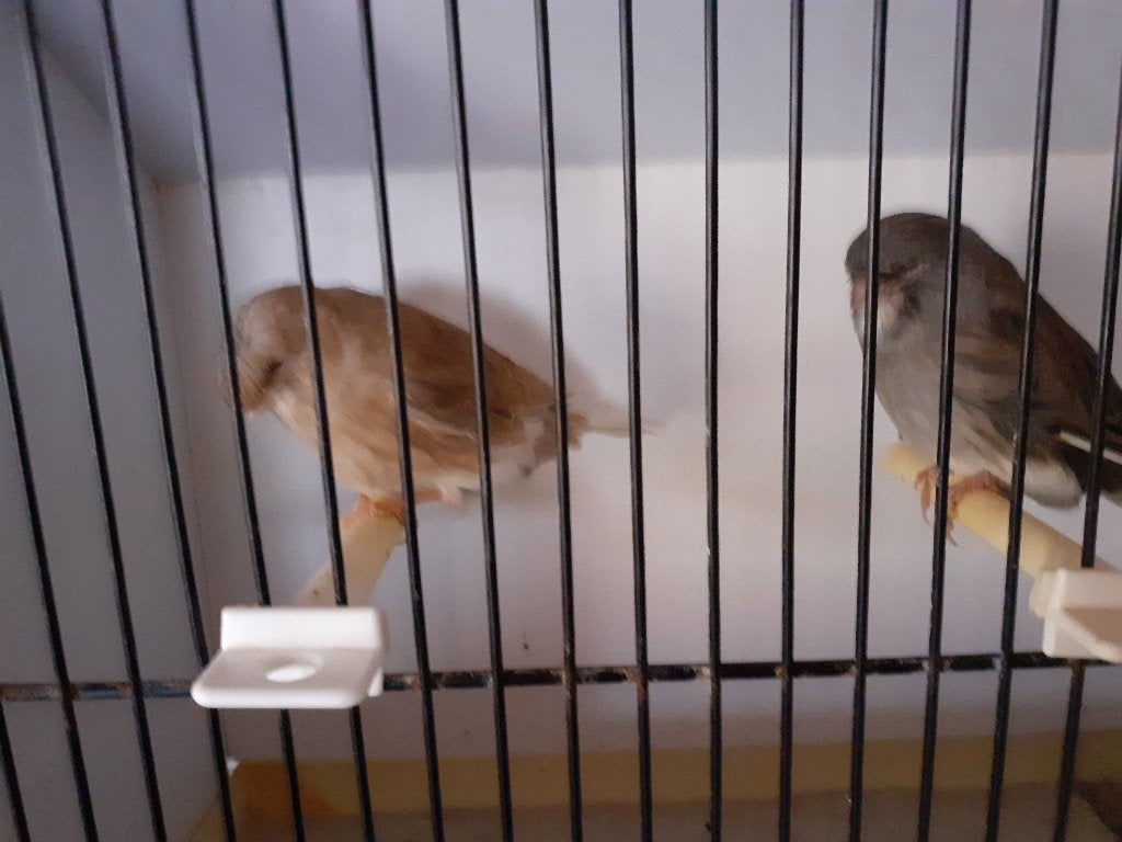 Canaries