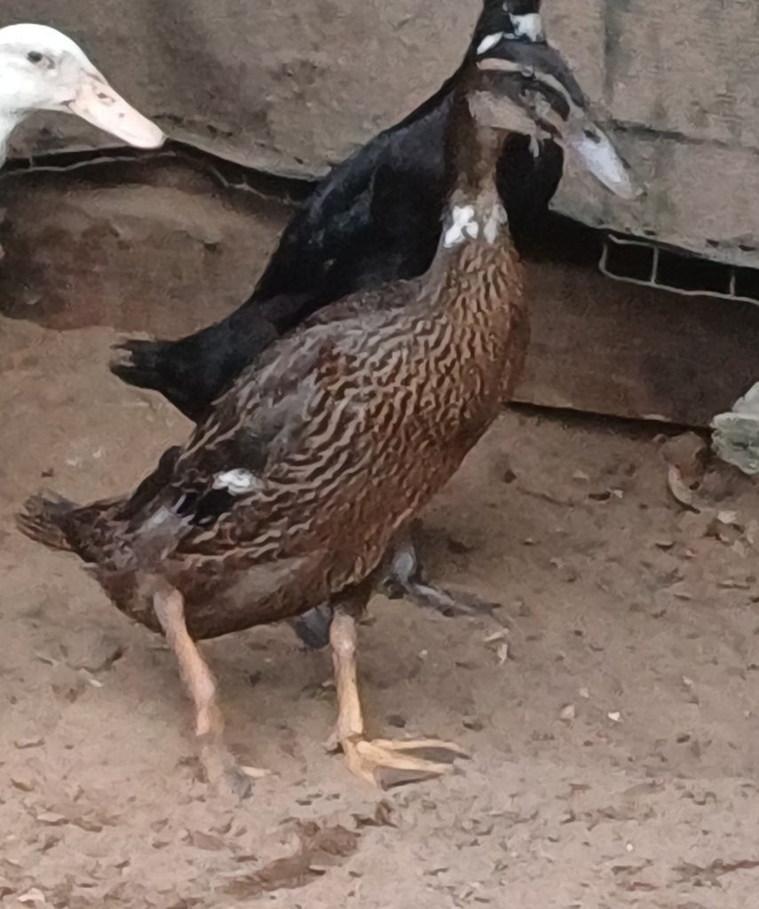 Indische loopeend, Dieren en Toebehoren, Pluimvee, Meerdere dieren, Eend