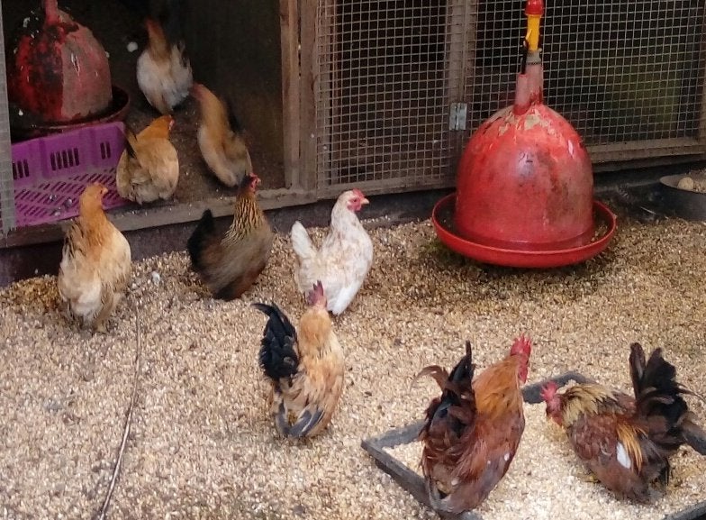 Chabo hennetjes, Dieren en Toebehoren, Pluimvee, Vrouwelijk, Kip