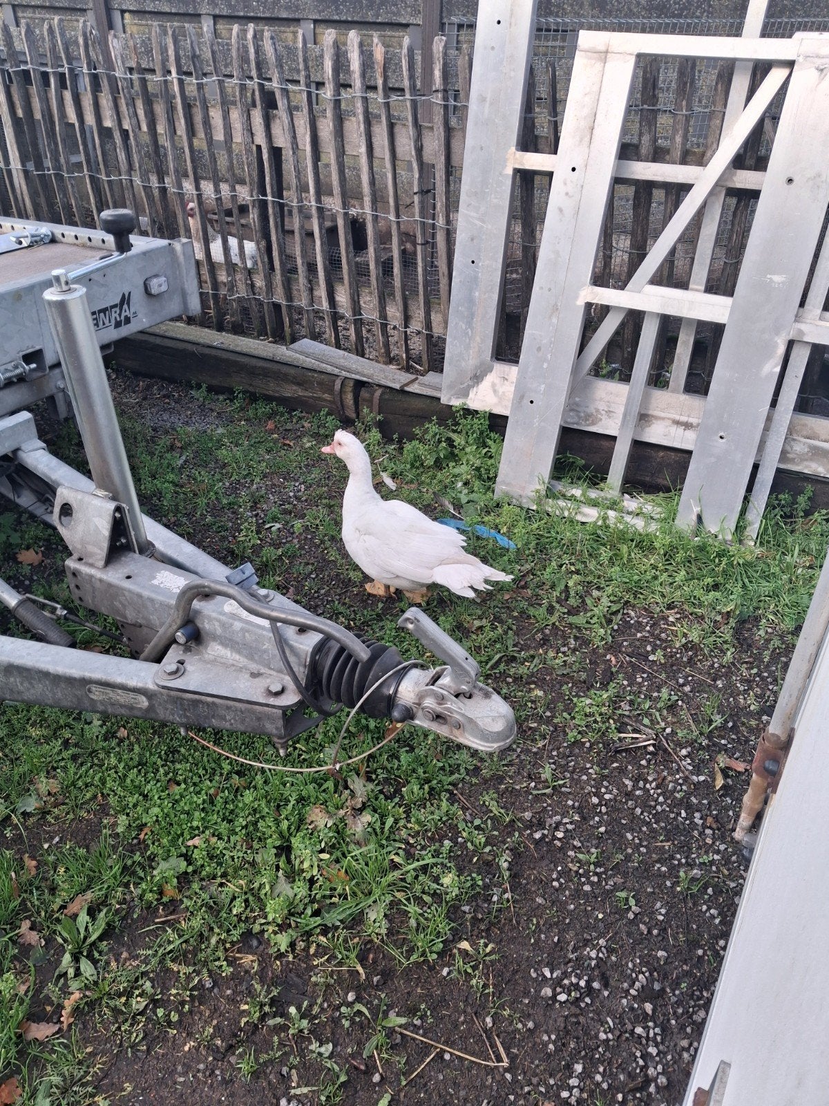 barberie hen ., Animaux & Accessoires, Femelle, Canard
