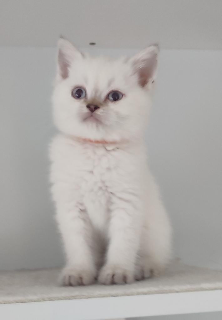 Britse Korthaar kittens, Plusieurs animaux, Vermifugé, 0 à 2 ans