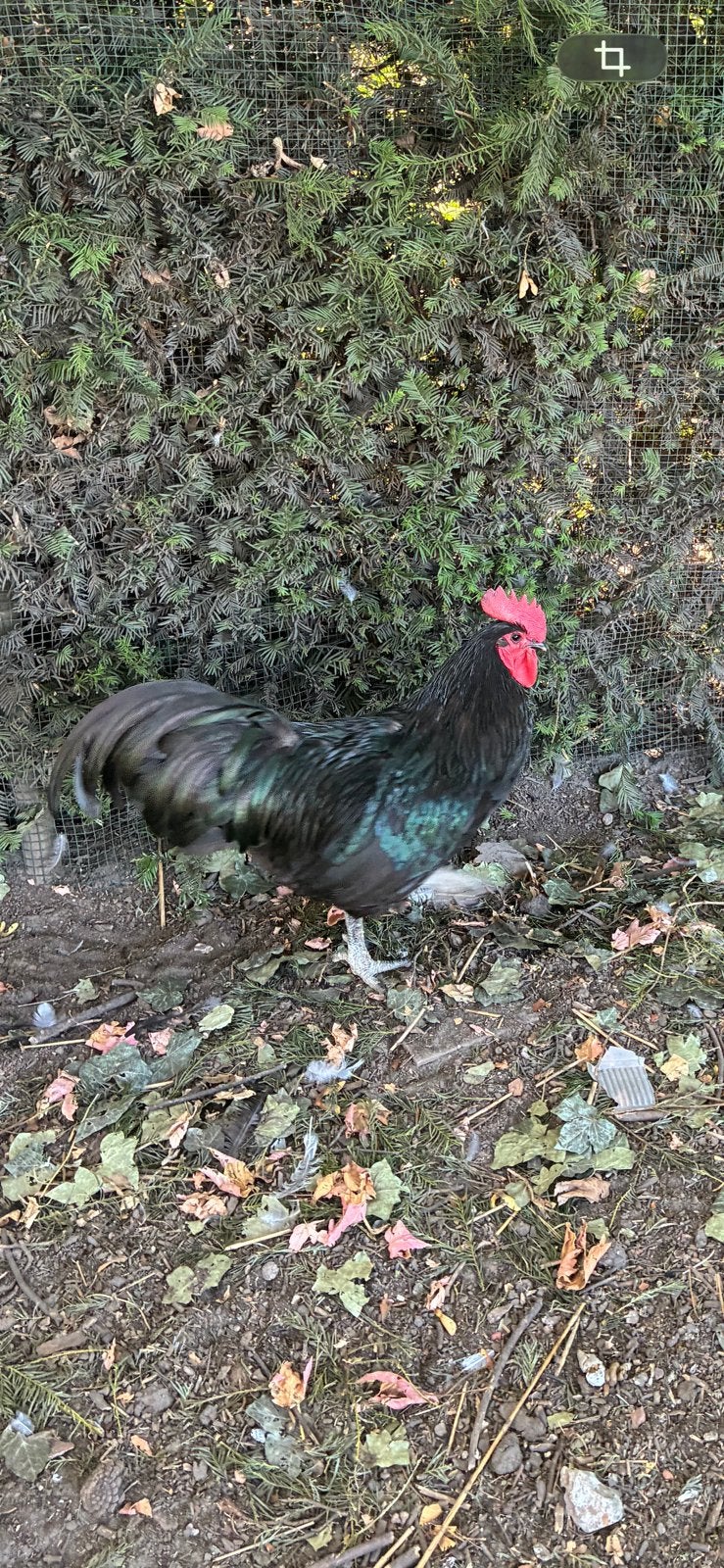 Australorp haan, Dieren en Toebehoren, Pluimvee