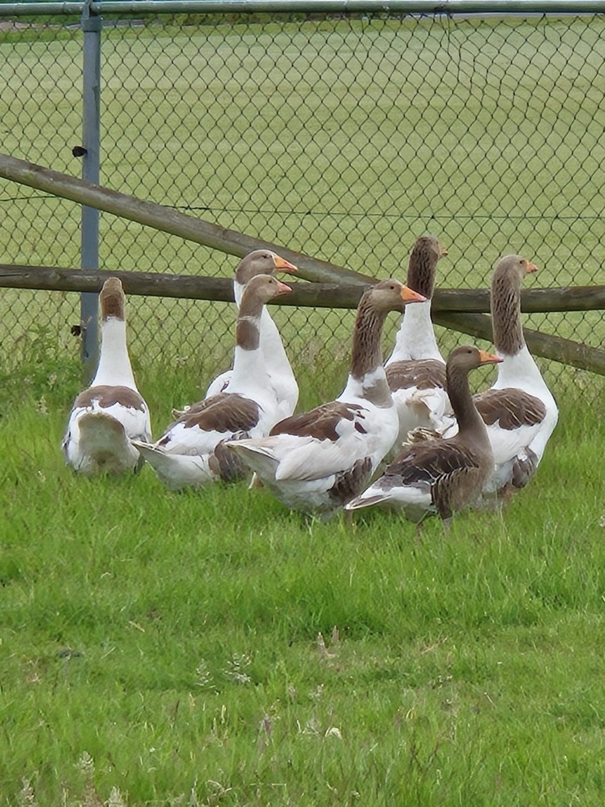 Bonte ganzen, Dieren en Toebehoren