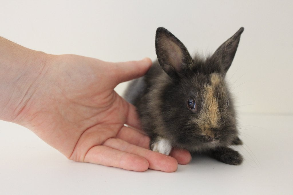 Dwergkonijntjes - leeuwenkopjes, Meerdere dieren, Dwerg, 0 tot 2 jaar