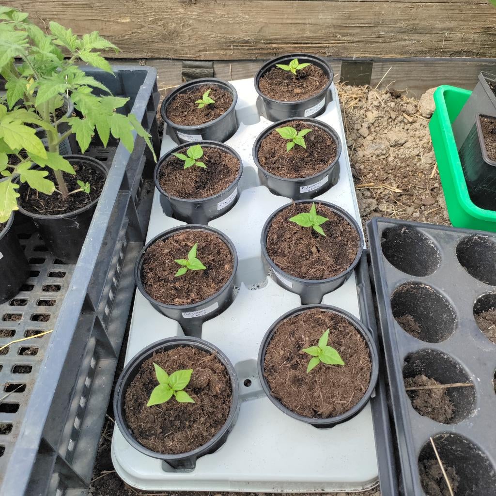 Habanero plant, Tuin en Terras, Ophalen