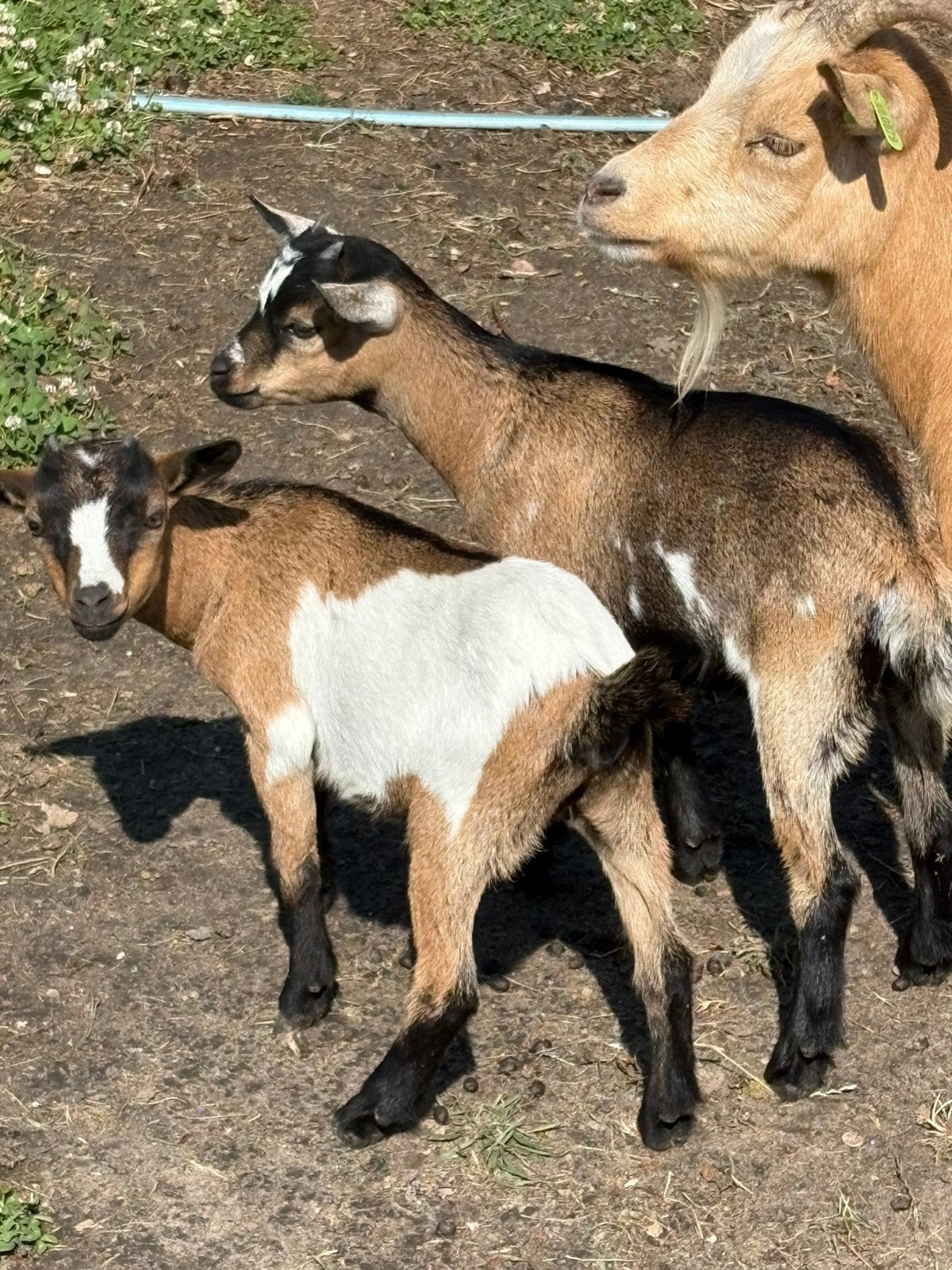 Dwerggeit mieke’s te koop, Dieren en Toebehoren, Vrouwelijk, Geit, 0 tot 2 jaar
