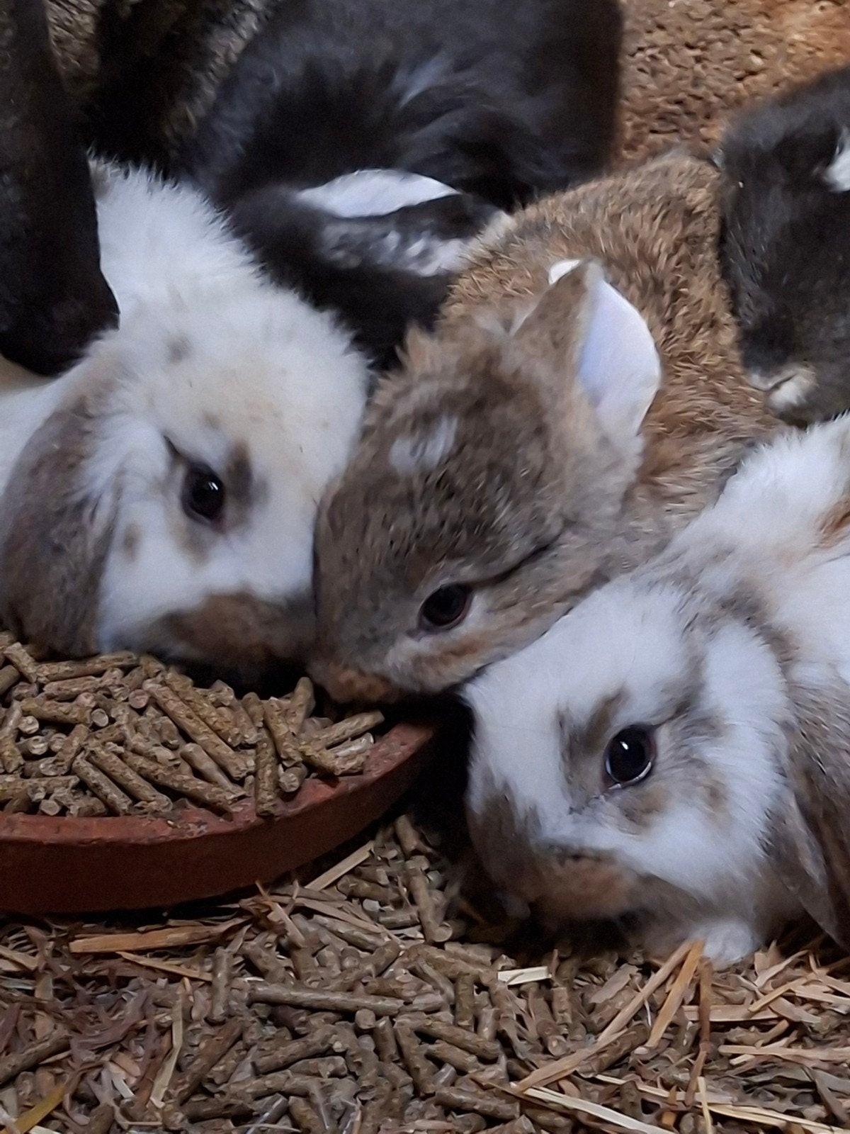 franse hangoren te koop!, Meerdere dieren, Middelgroot, Hangoor, 0 tot 2 jaar